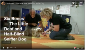 Scent Discrimination (Six Bones)