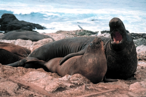 Sea Lion