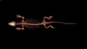Skeleton1