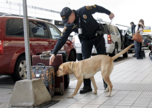 SnifferDogWorking