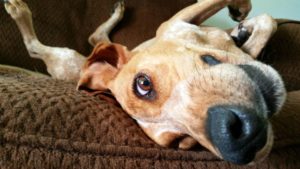 StrangeDogBehavior