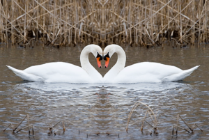 Swans