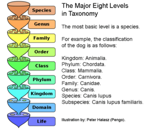 Taxonomy