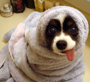 TreatMeAsADog