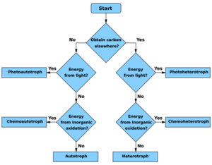 Troph_flowchart