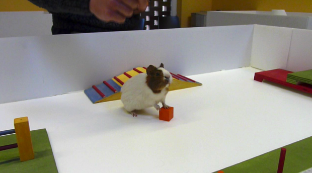 Guinea pig camp