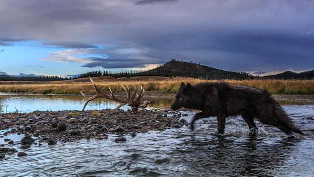 The Wolves Changed the Rivers (WolfByRonanDonovanNG).