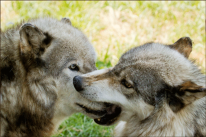 WolfMuzzleGrasp(MontySloan)