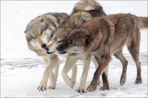 Wolf Pack On Ice