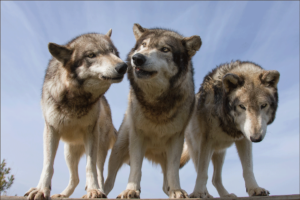 WolfPackSkyBackground(Monty-Sloan)