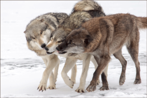 WolvesGreetingThree