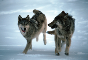 Wolves Running
