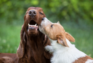 Dog Friendship