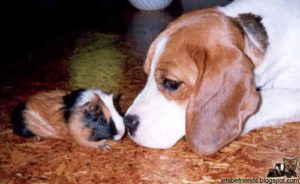 guinea20pig-dog