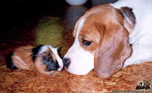 guinea20pig-dog