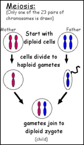 Meiosis