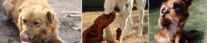pacifyingbehaviorcanids1-940x198