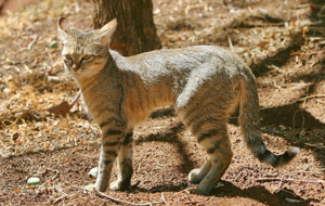 African Wild Cat
