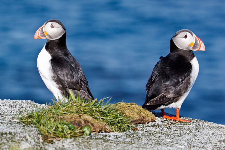 AtlanticPuffin-