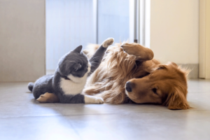 Cat And Dog Playing