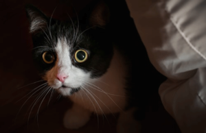 Cat Exploratory Behavior