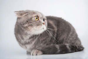Cat Fear