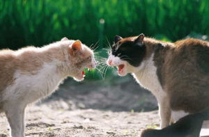 Cat Fight