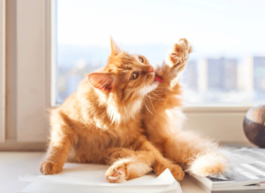 Cat Grooming