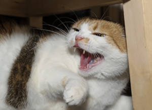 Cat Hissing