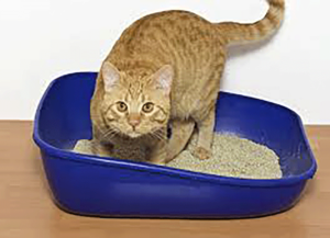 Cat In Litter Box