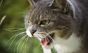 Cat Offensive Aggressive