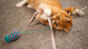 Cat Playing