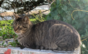 Cat Resting