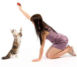 Cat Training 1