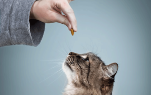 Cat Using Treats