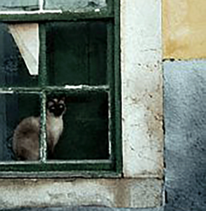 Cat Window