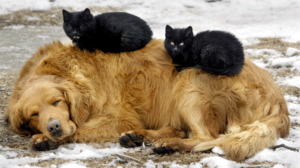 Cats And Dog Friends