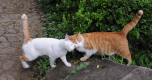 Cats Greeting Rubbing Heads