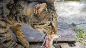 Cats The Perfect Killers