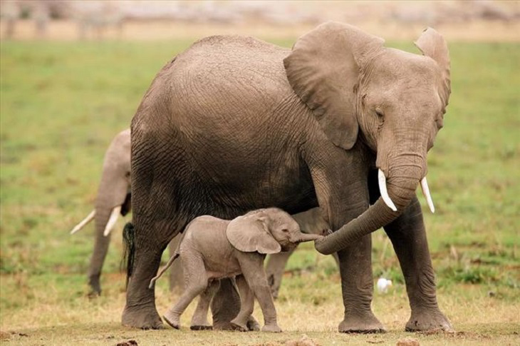 ElephandAndBaby