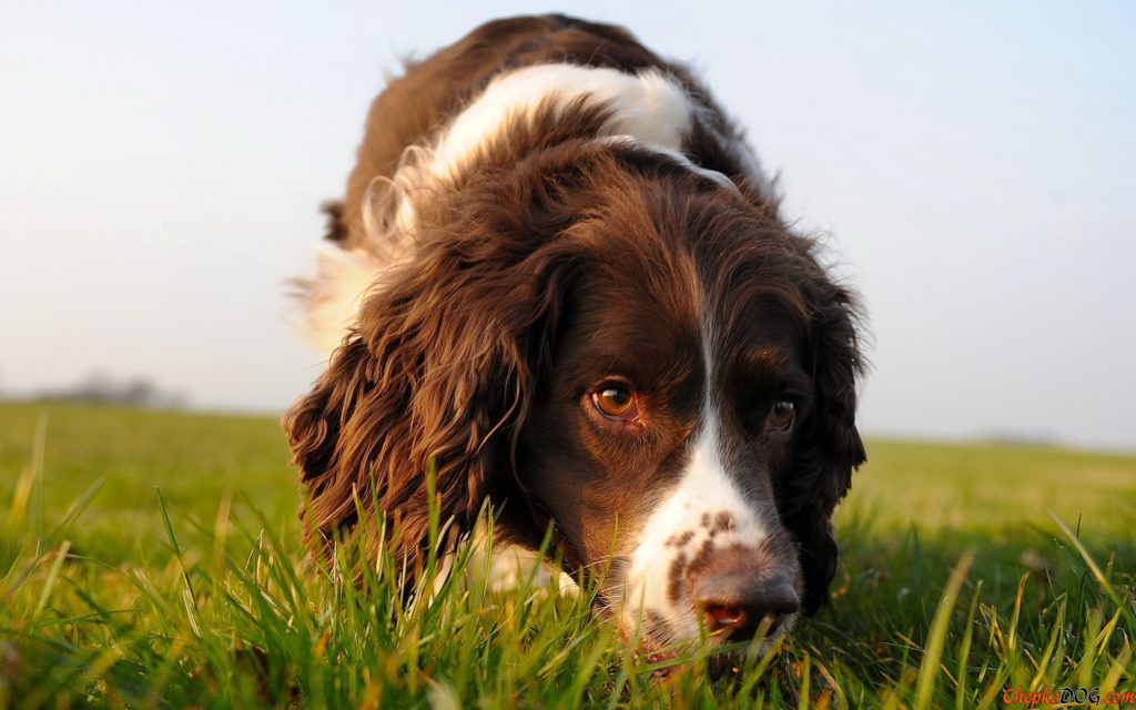 EnglishSpringerSpanielOnTheTrail