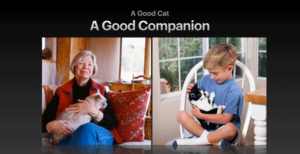 Good Cat Good Companion