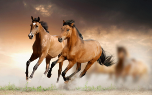 HorsesRunning