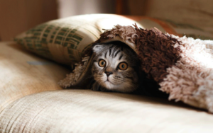 Kitten Hidding