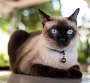 Siamese-Cat