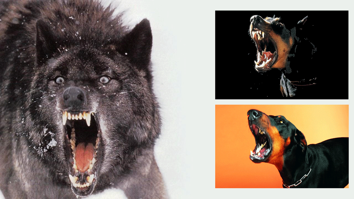 AggressiveBehaviorDogs