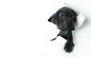 PuppyLabWall
