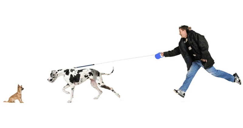 Dogs Are Better Trainers Than We Are (RunningAfterDog)