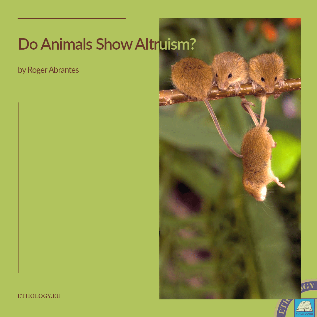 Do Animals Show Altruism?