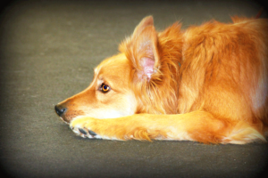 Balanced Dog